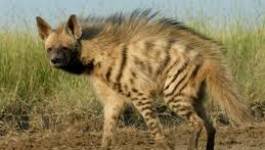 Nature : l’hyène rayée réapparaît dans la région de Batna