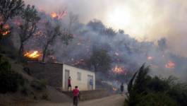 Les forêts de Tizi-Ouzou : un patrimoine en proie aux flammes