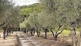 Les plantations d’oliviers ont triplé entre 2000 et 2012 en Algérie