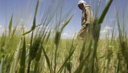 Algérie : plus de 150.000 ha détournés de leur vocation agricole