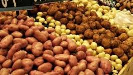 Pomme de terre : une semence 100% algérienne en 2014