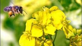 Abeilles : trois pesticides interdits, mais une persistance dans l'environnement