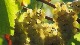 Des vignobles prometteurs prospèrent au sud de Ghardaïa