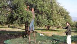 Kabylie : l’appel de l’olivier