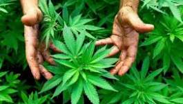Le Maroc demeure le principal exportateur de cannabis en 2013