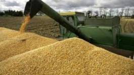 Algérie : hausse des importations de céréales sur les 4 premiers mois