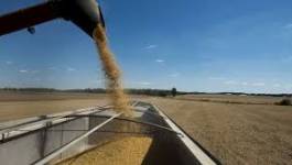 Céréales: les prix font une pause après la flambée de juin