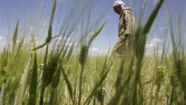 La FAO sonne l'alarme : l’Algérie perd annuellement 300.000 hectares de terre agricole