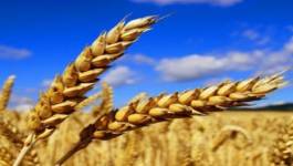 Hausse des importations des céréales