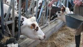 La facture d'importation du lait en baisse de 34% le 1er semestre 2016