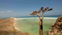 Yémen : l'île de Socotra, un patrimoine mondial menacé par la guerre