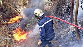 Plus de 50 hectares d’arbres forestiers ravagés par le feu à Jijel