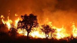 Incendies de forêts dans plusieurs wilayas: l'Armée intervient