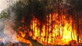 14 310 hectares ravagés par le feu depuis le 1er juin