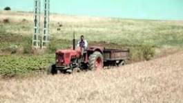 La mafia du foncier agricole sévit impunément à Oran