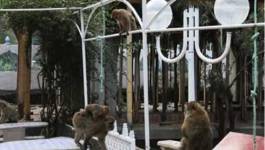 Bejaia : Le singe magot fait des ravages dans les vergers