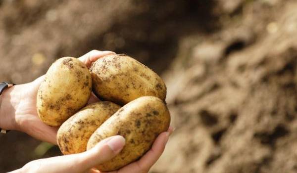 La production de pomme de terre a enregistré un excédent de 300.000 tonnes 