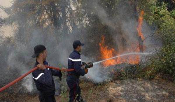 Constantine: un incendie ravage 152 hectares de la forêt d’Ain Bornaz à Ain Abid