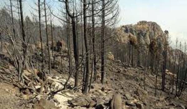 Des centaines d'hectares partis en fumée.