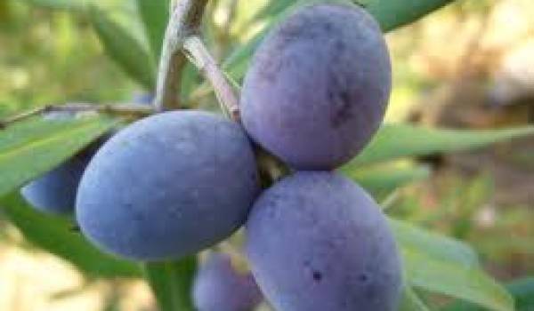 L'huile d'olive célébrée à Bejaia