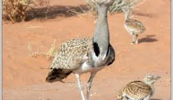 L'outarde houbara est une espèce pourtant protégée