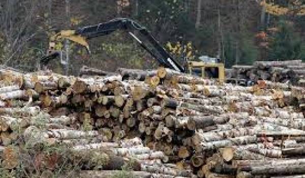 Des déboisements sauvages sont faits par certaines personnes sans scrupules.