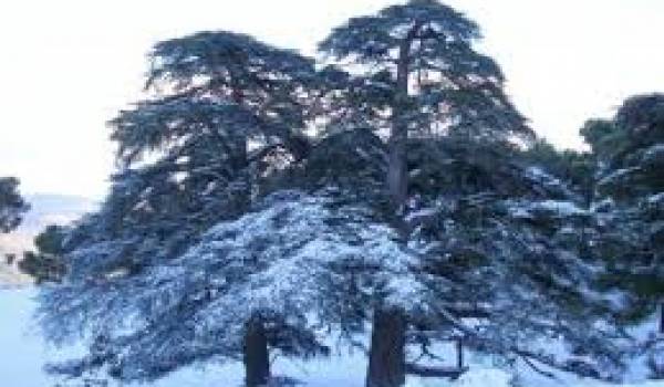 L'un des individus suspendus travaillent dans les forêts de Theniet El-Abed