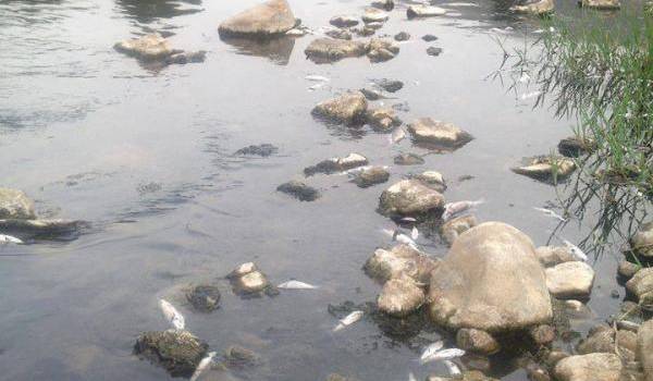 Des poissons qui agonisent sur l'eau de la Soummam. Photo prise cette semaine près de Sidi Aïch.