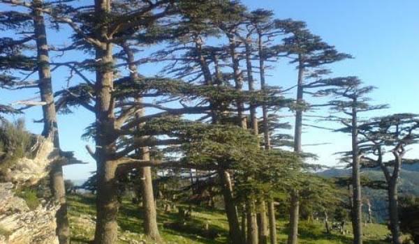 Le cèdre de l'Atlas dans les forêts de Batna.