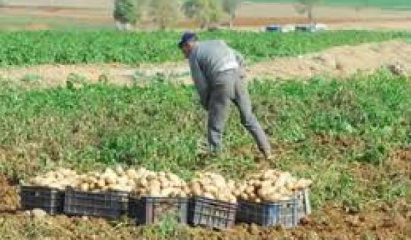 La production de pomme de terre est menacée.